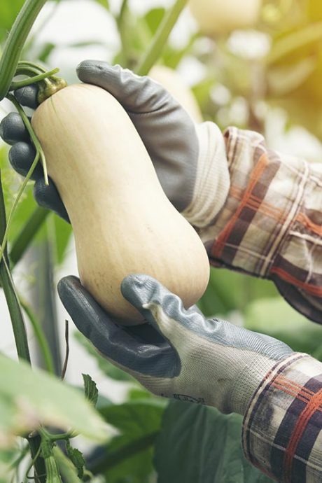 Safe Handling of Vegetables