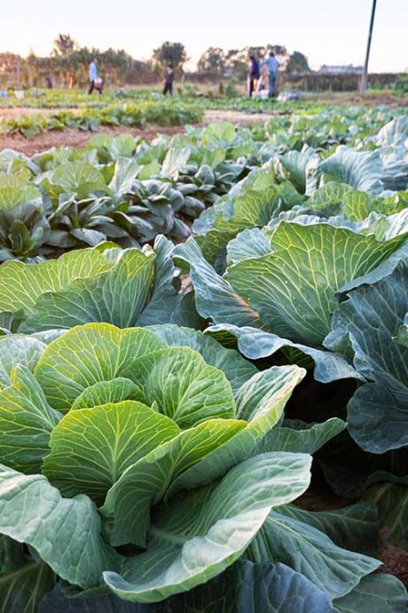 Cabbage Image