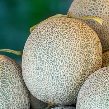 Melons Image
