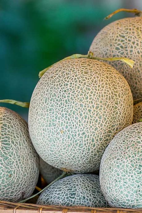 Melons Image